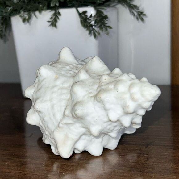 Small Bone China Seashell 4” - Picture 4 of 6